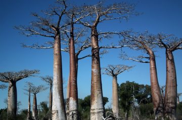 5-Madagascar (1)